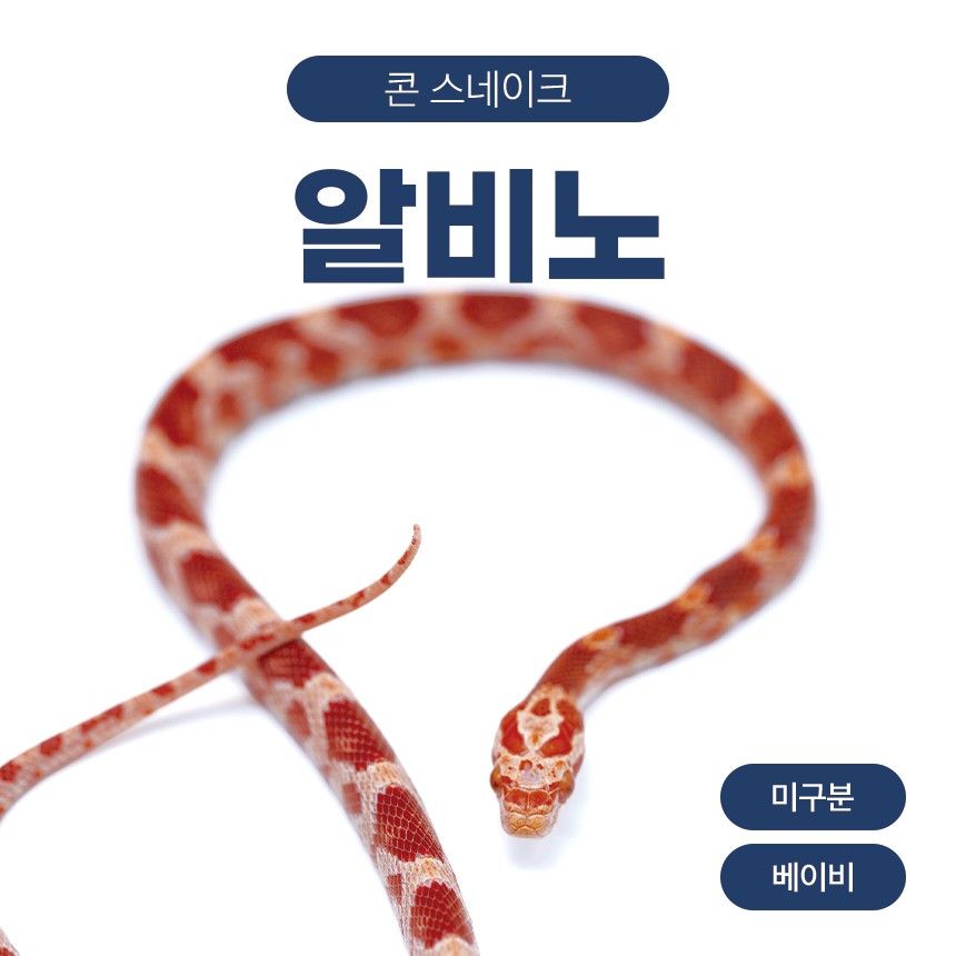 알비노 콘스네이크 O261011