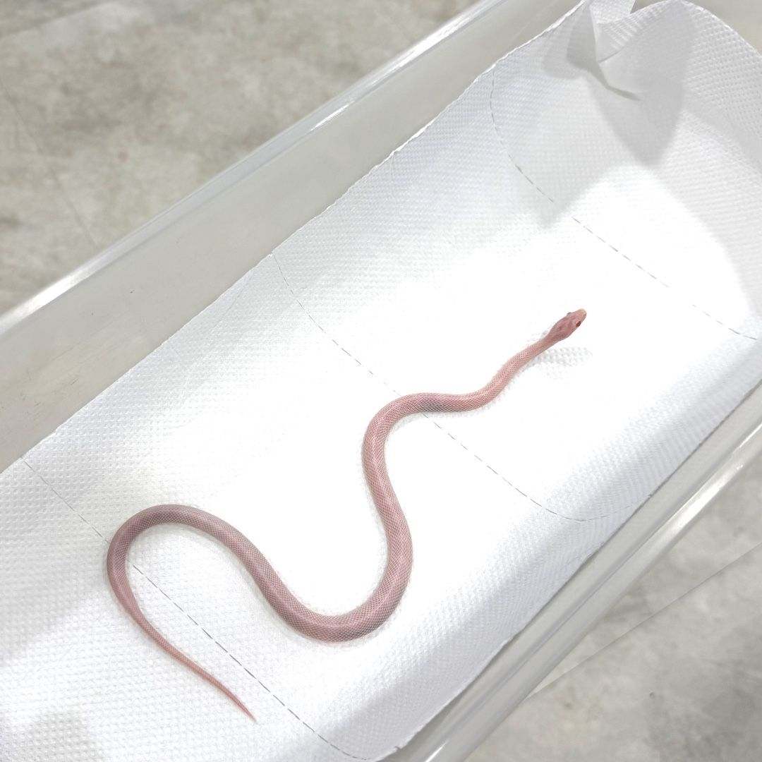 블리자드