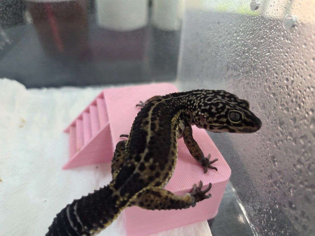 블랙나이트 암컷 성체