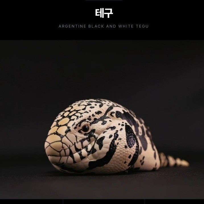 [동물행성 심광체반 16탄 도마뱀] 아르헨티나 블랙앤화이트 테구 피규어