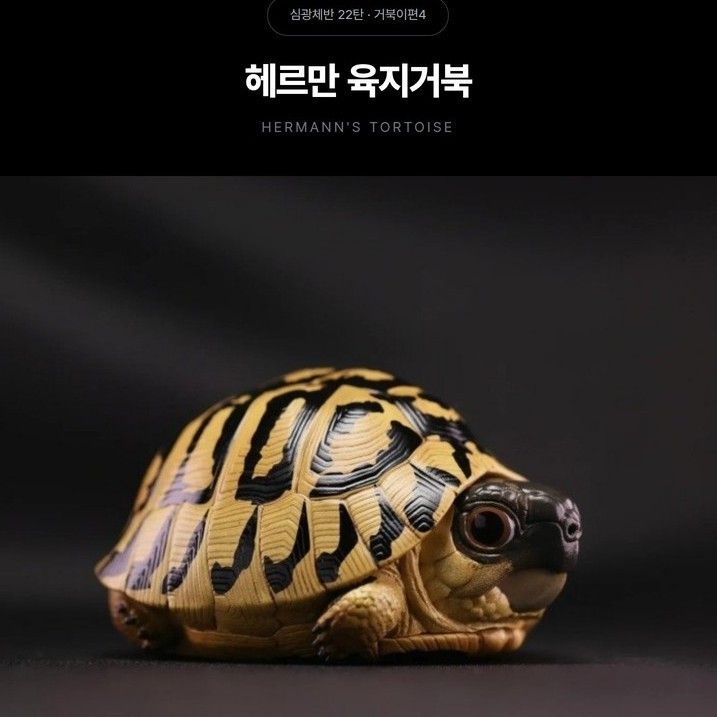 [동물행성 심광체반 22탄 거북이편4] 헤르만 육지거북 피규어