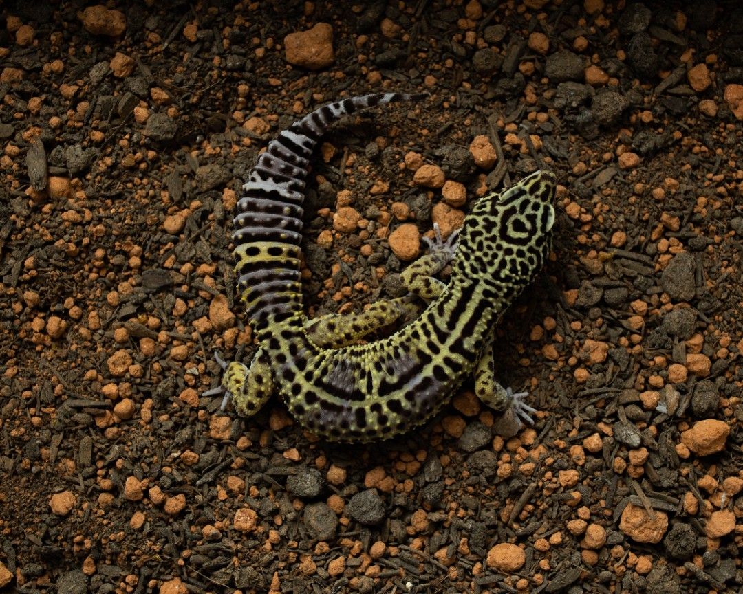 4. 레오파드게코 블랙나이트(poss het. 트램퍼 알비노)