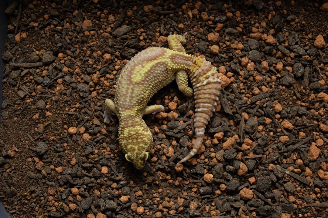 7. 레오파드게코 트램퍼 블랙나이트 인페르노(poss. 스노우)