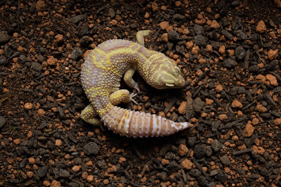 8. 레오파드게코 트램퍼 블랙나이트 인페르노(poss. 스노우)