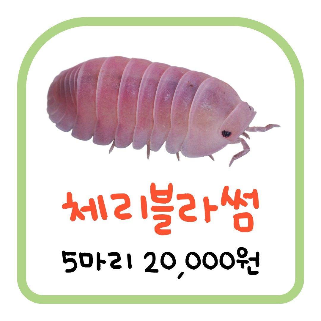 체리블라썸 (5마리)