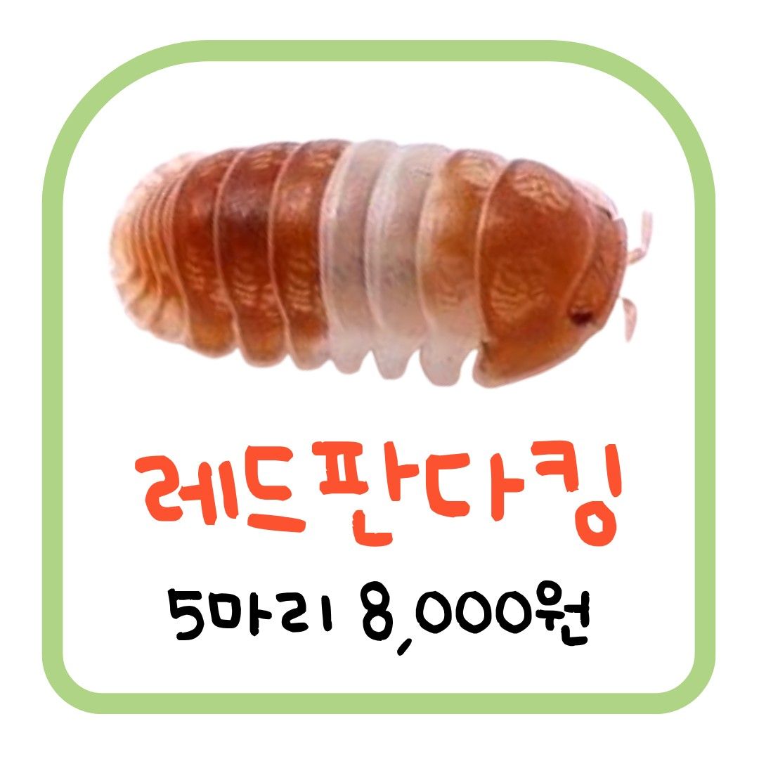 레드판다킹 (5마리)