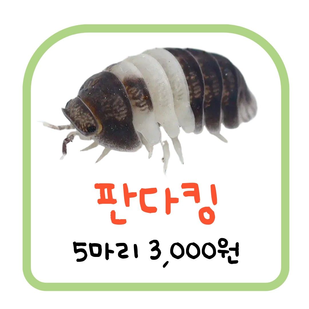 판다킹 (5마리)