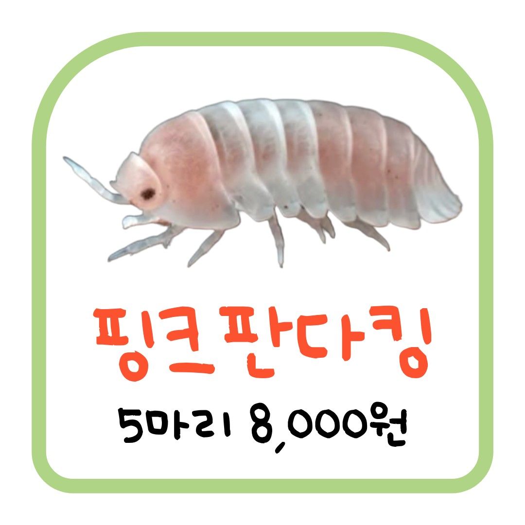 핑크판다킹 (5마리)