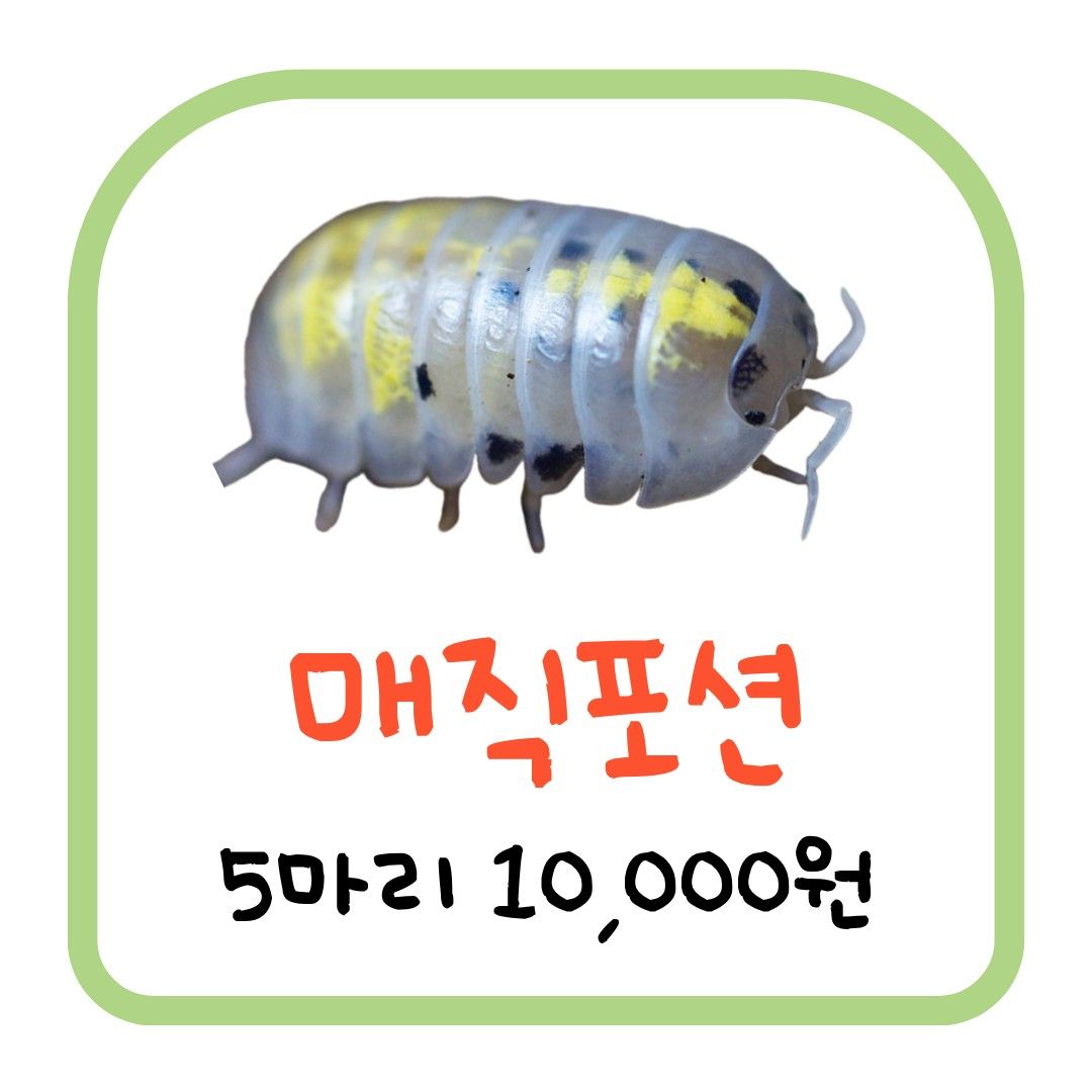 매직포션 (5마리)