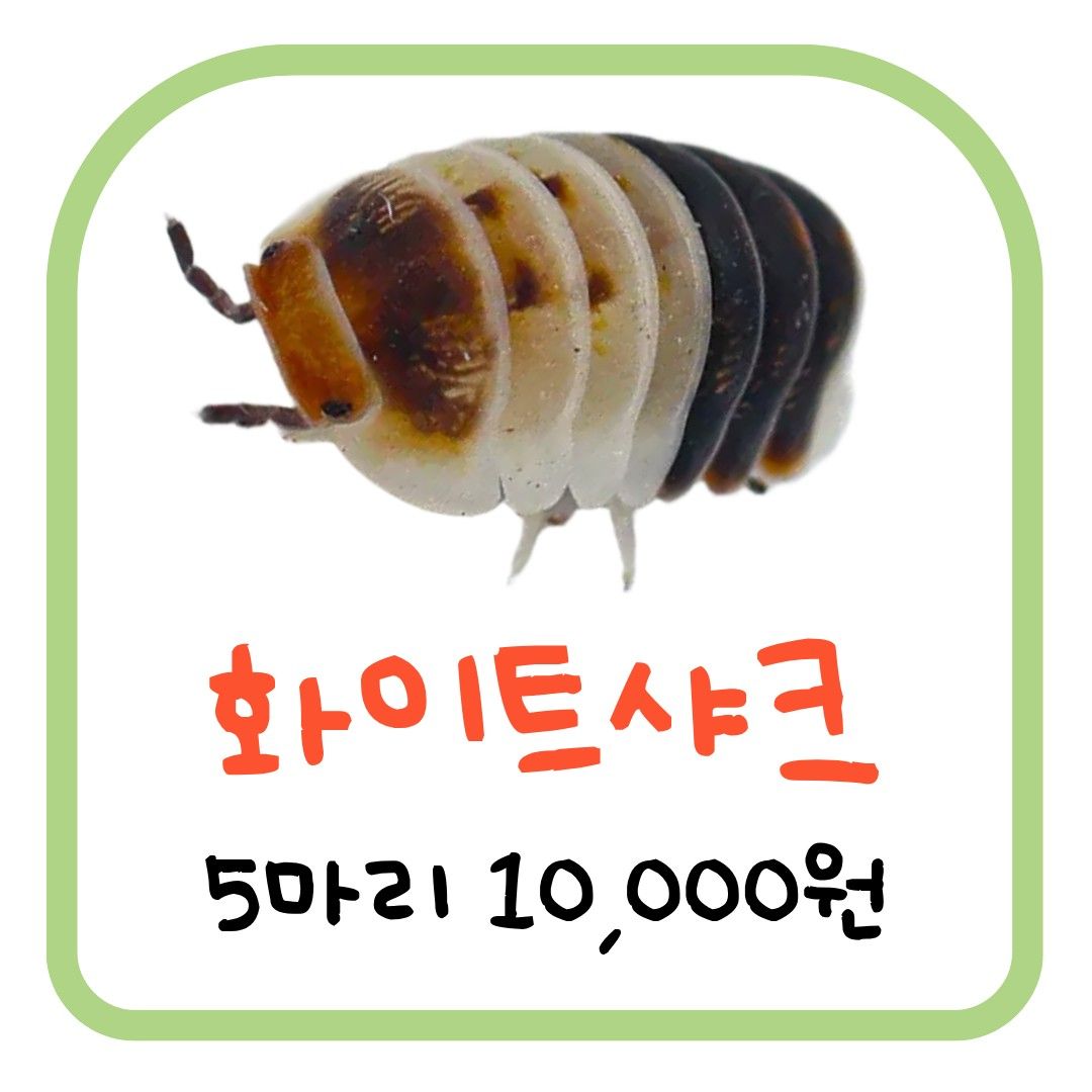 화이트샤크 (5마리)