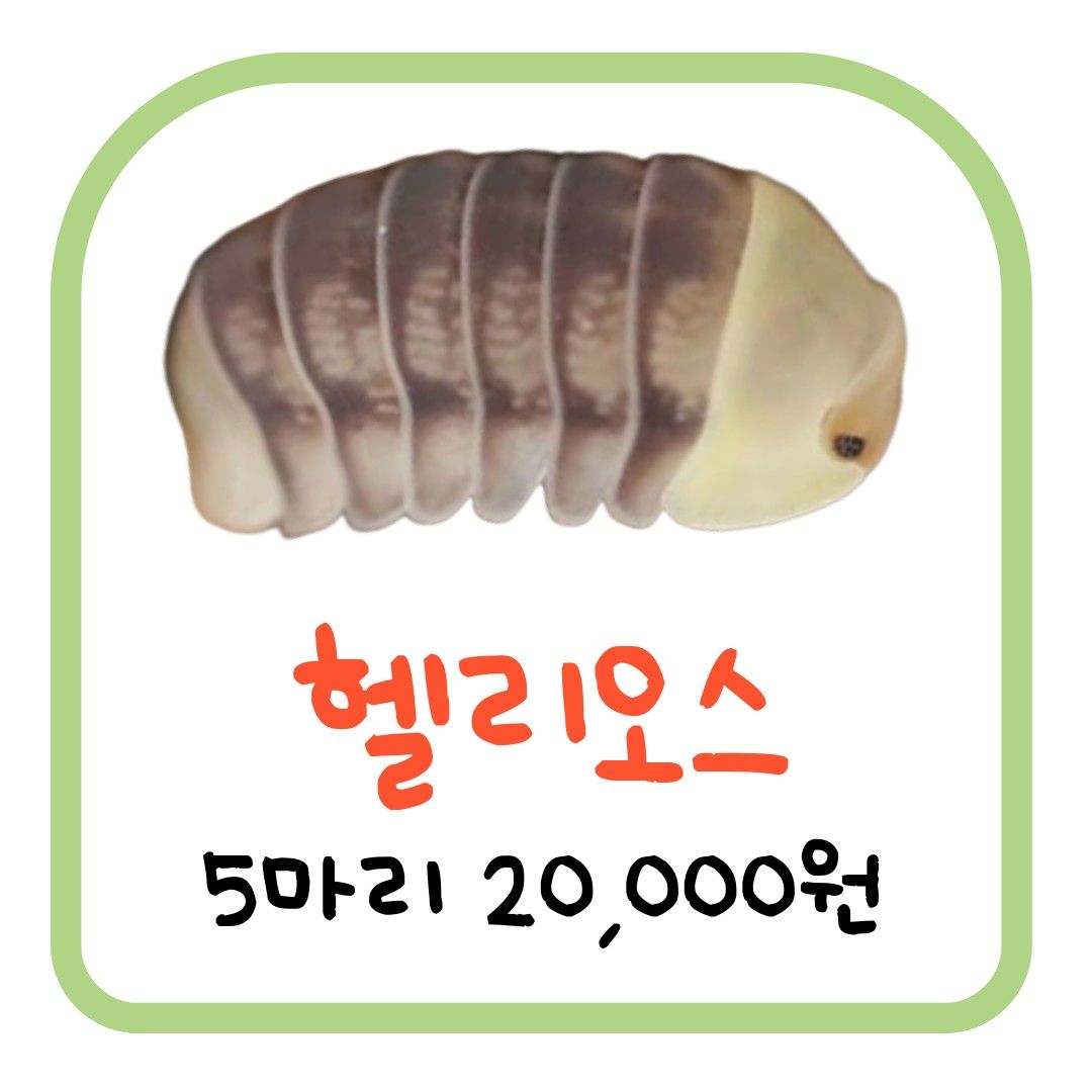 헬리오스 (5마리)