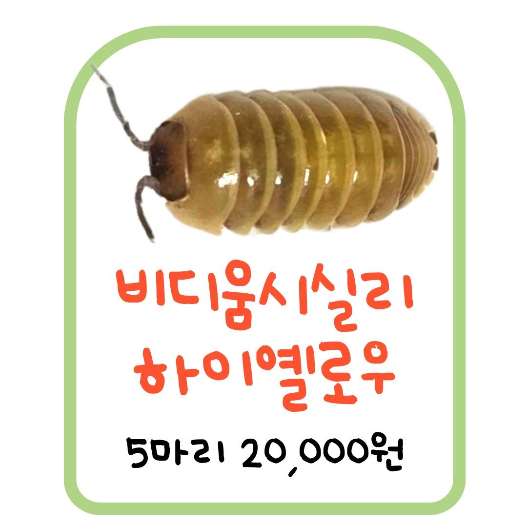 비디움시실리 하이옐로우 (5마리)