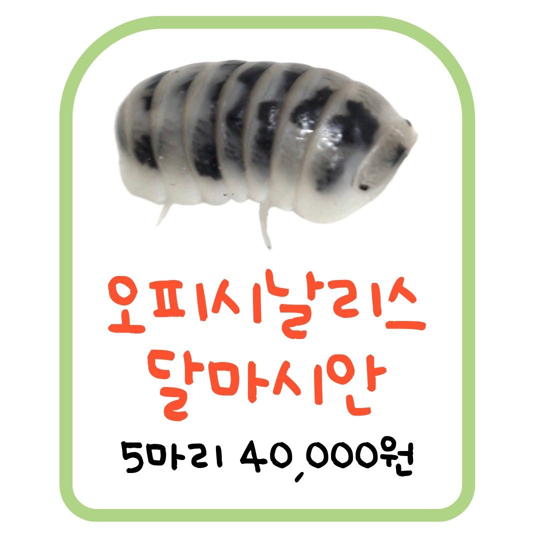오피시날리스 달마시안 (5마리)