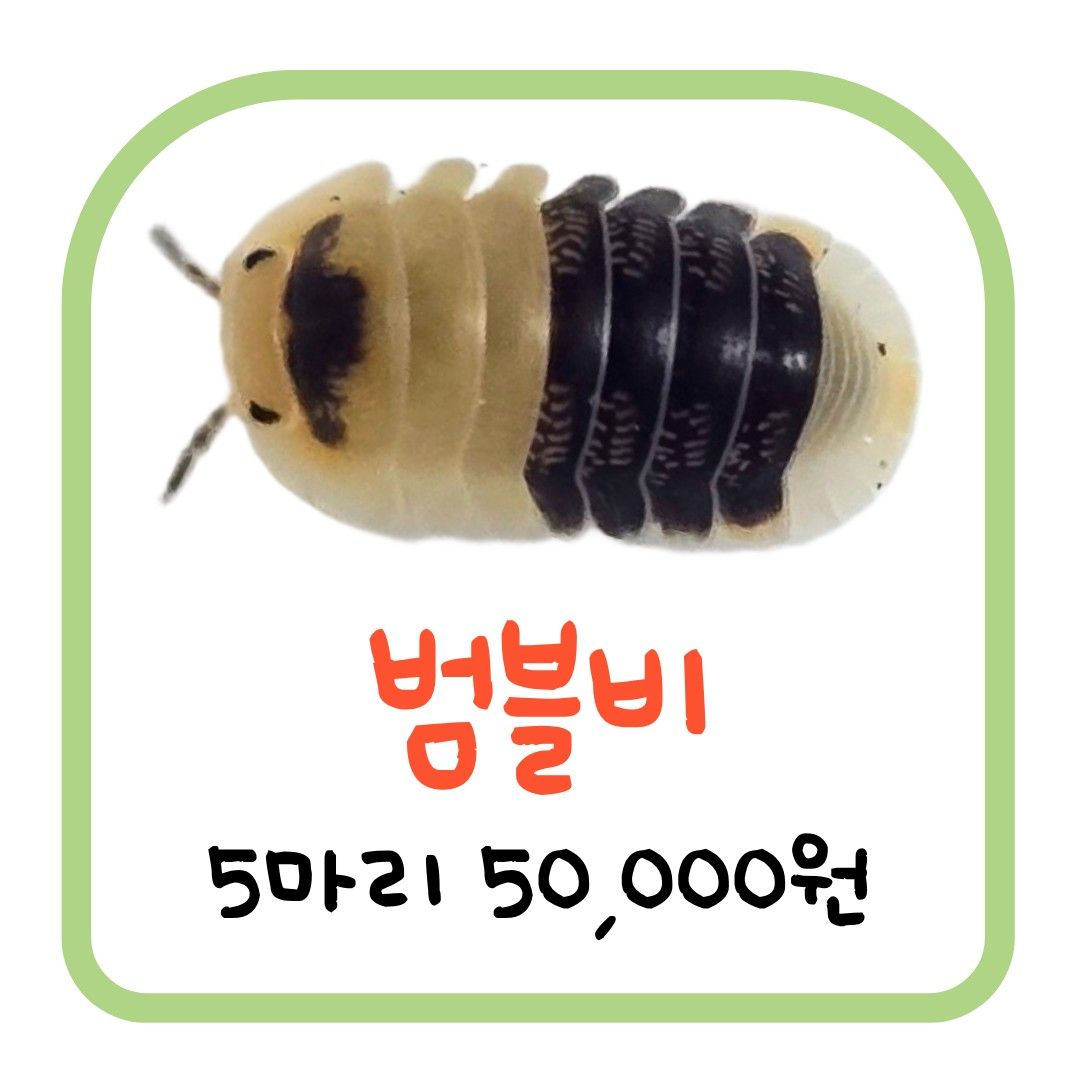 범블비 (5마리)