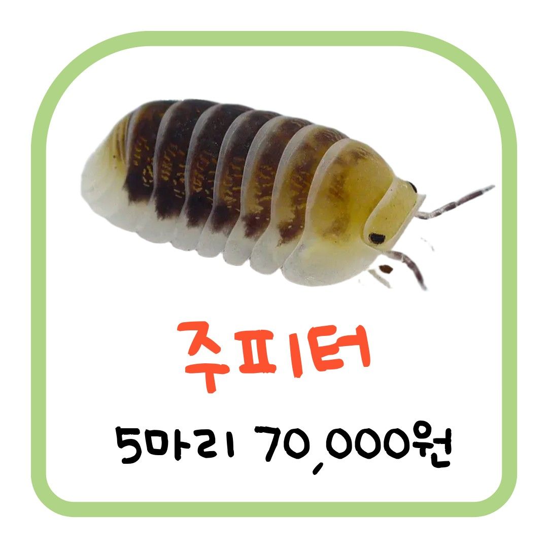 쥬피터 (5마리)