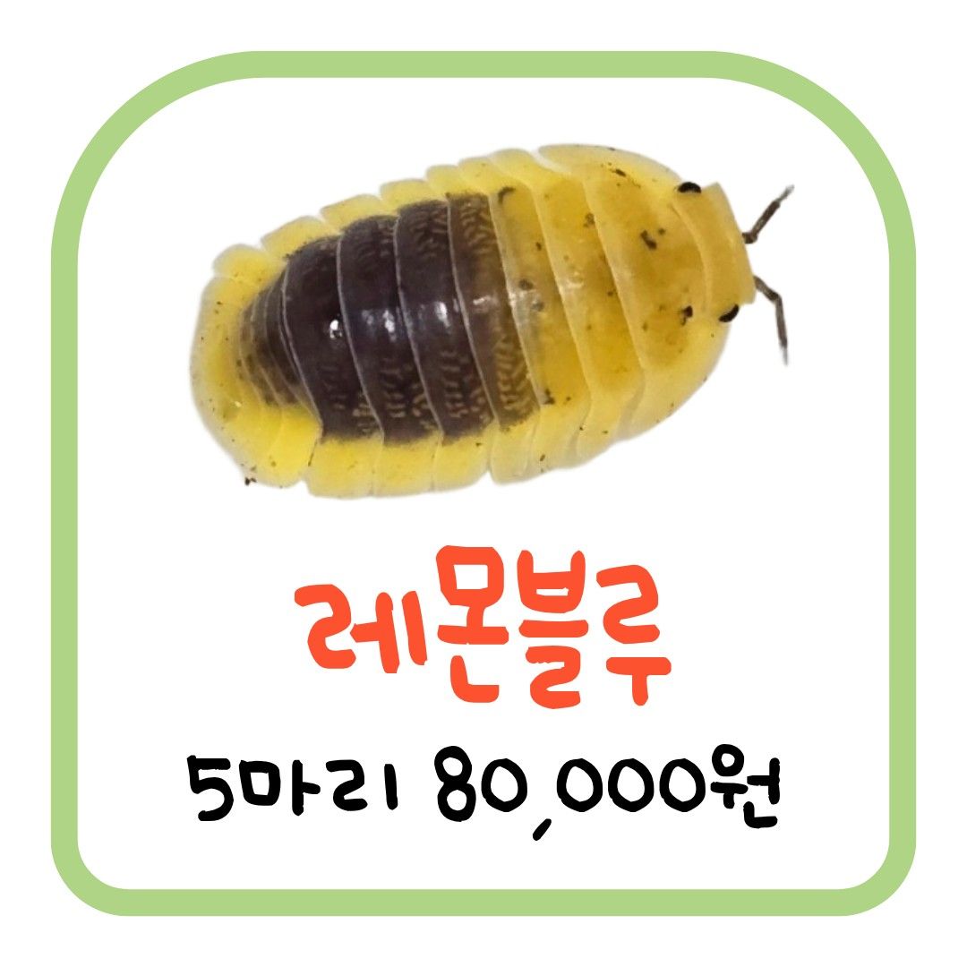 레몬블루 (5마리)