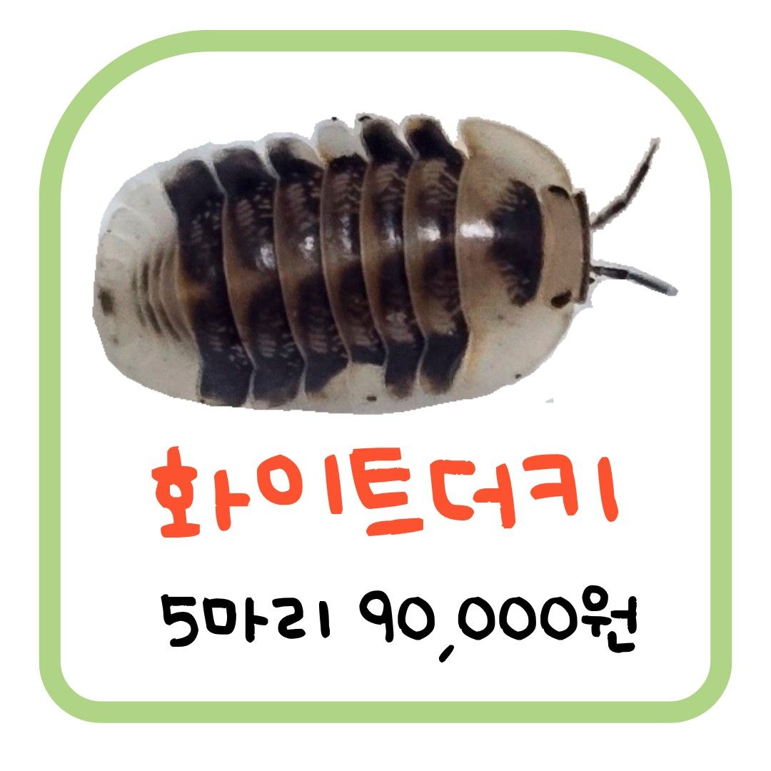 화이트더키 (5마리)