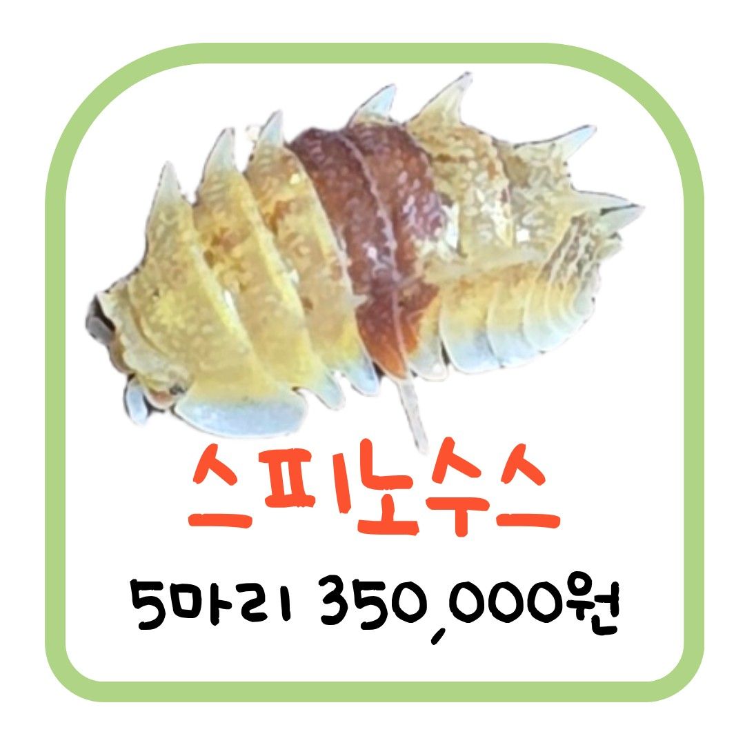 스피노수스 (5마리)