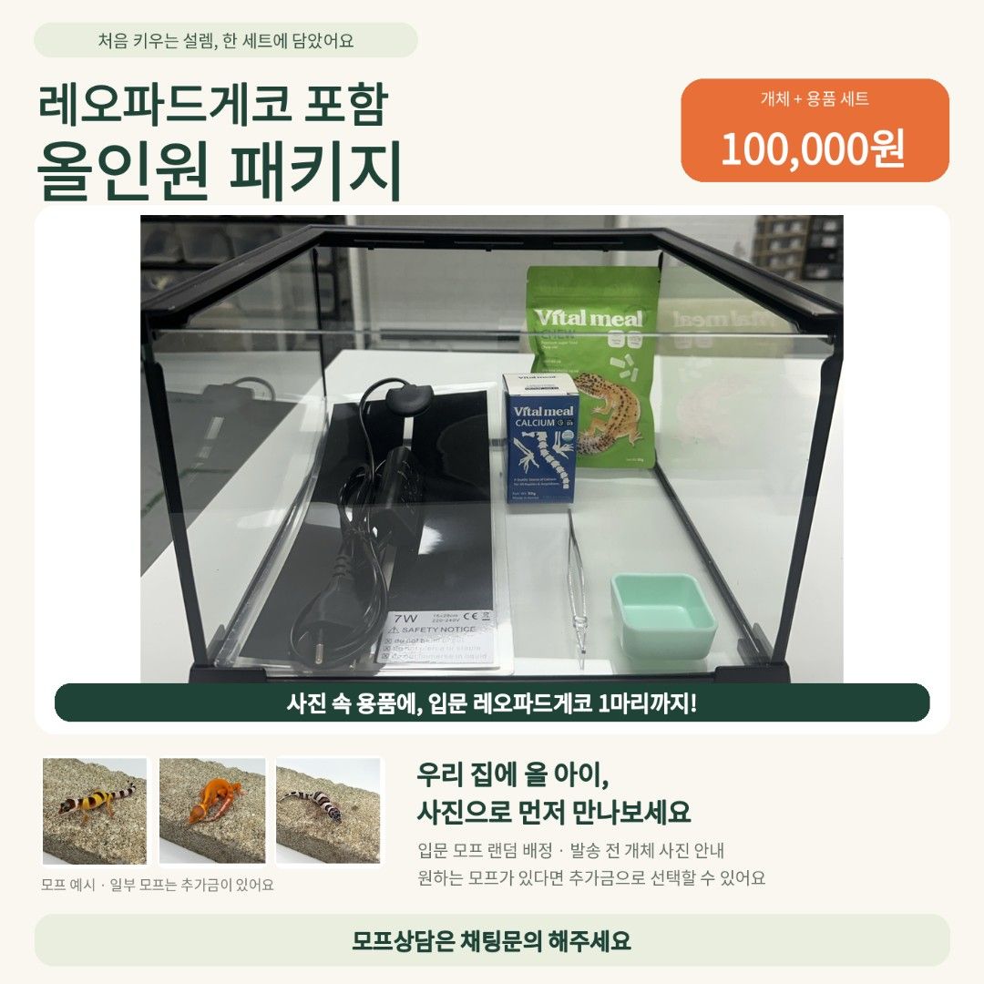 레오파드게코 올인원 패키지 