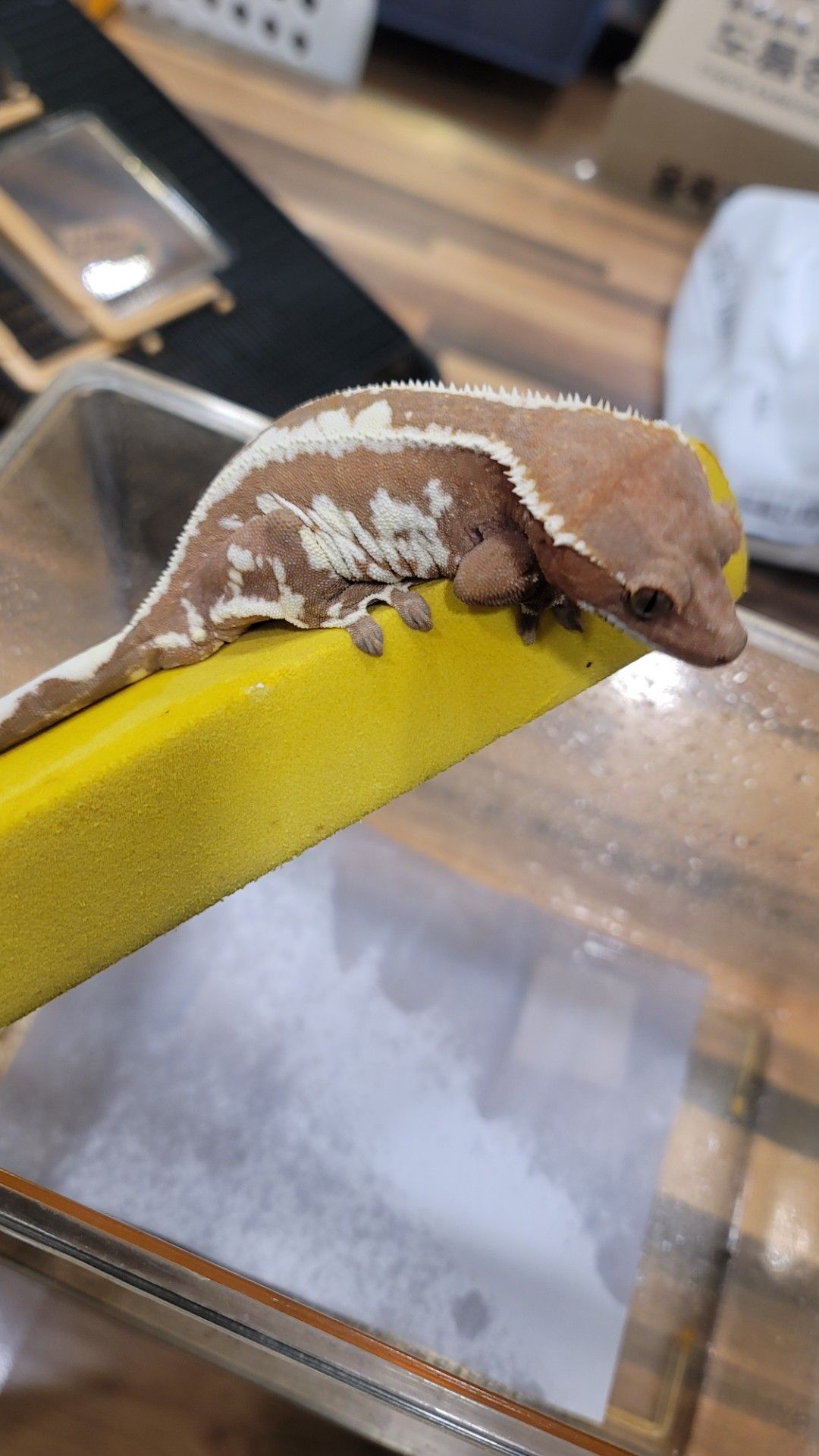크레스티드게코 특가분양 🦎 5만원부터