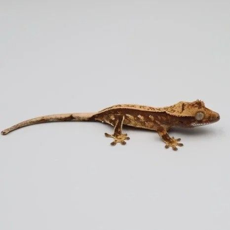 크레스티드 게코 노멀 070104