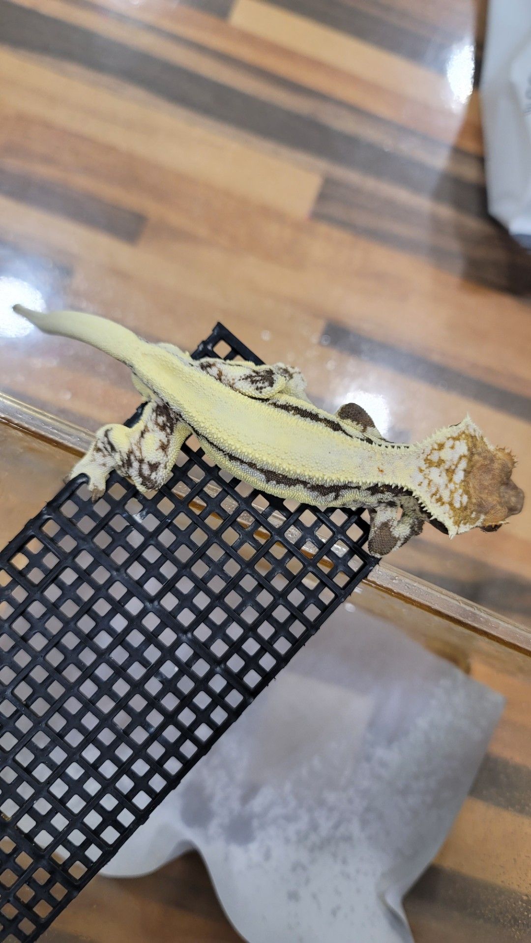 [애니밀리] 크레스티드게코 특가분양 🦎 5만원부터