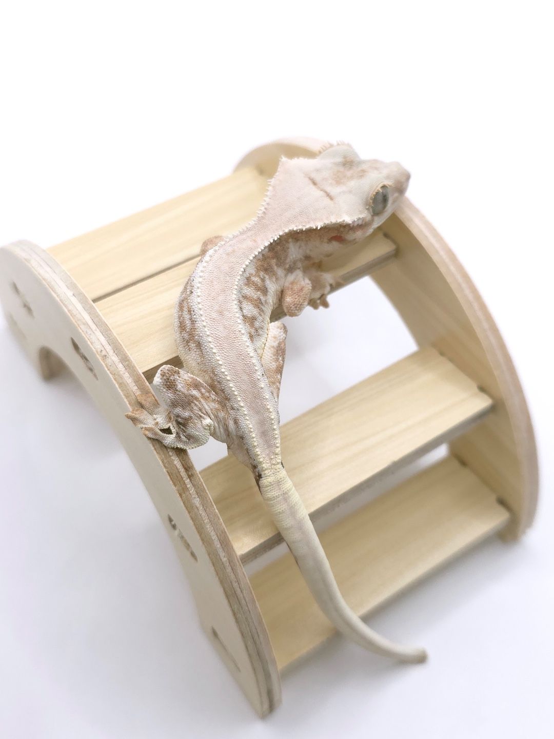 릴리화이트 크림