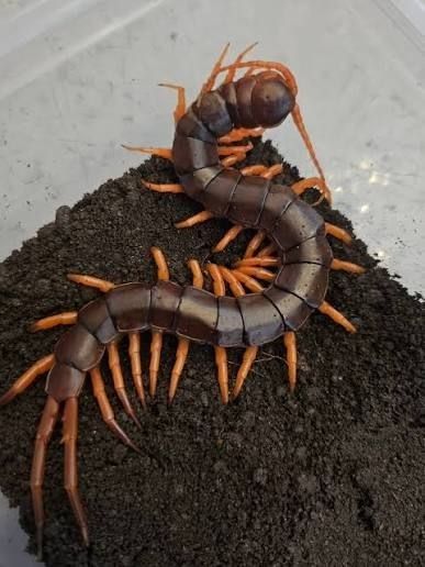 베트남 자이언트 센티패드 오렌지렉
