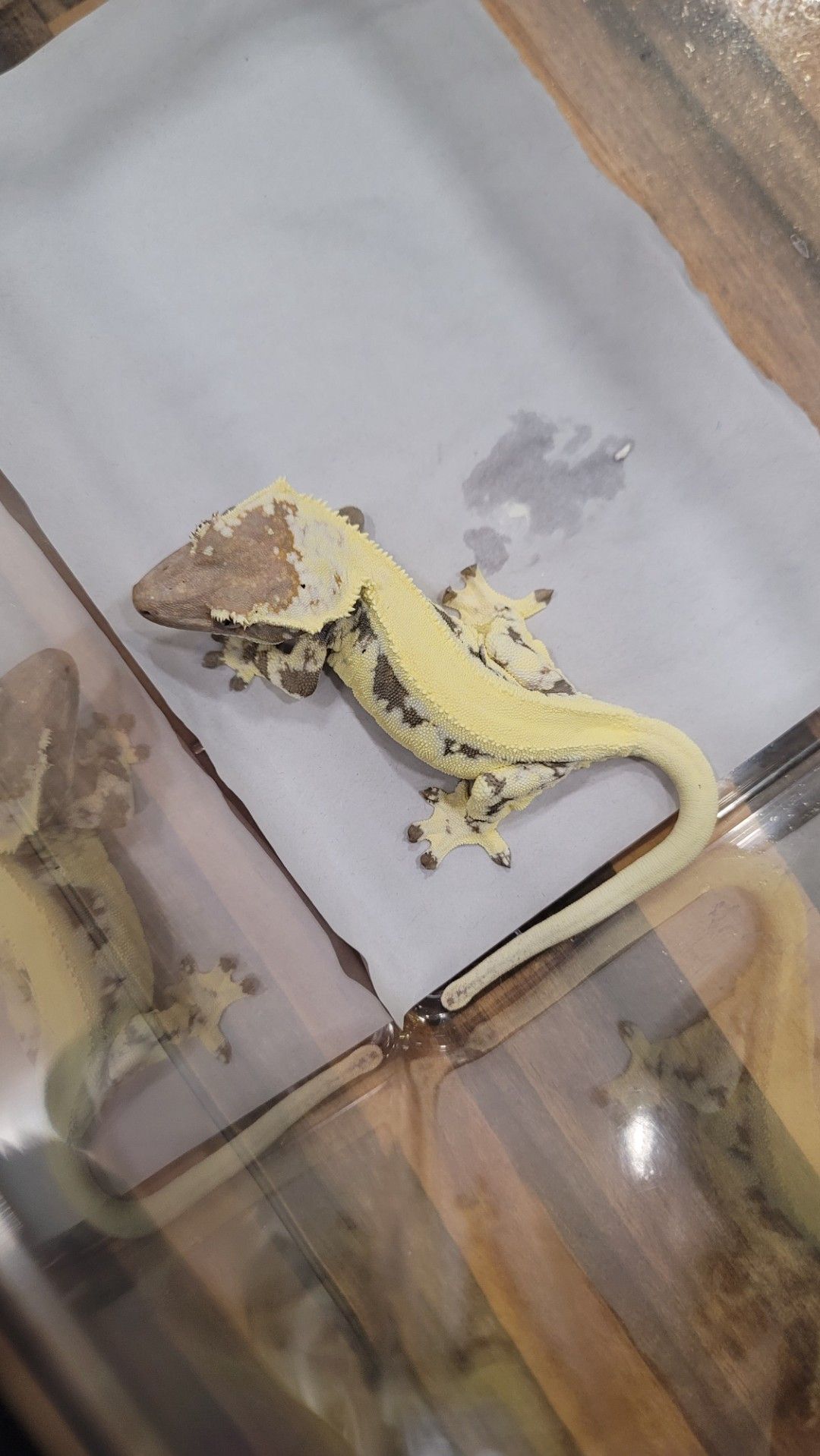 [애니밀리] 크레스티드게코 특가분양 🦎 5만원부터