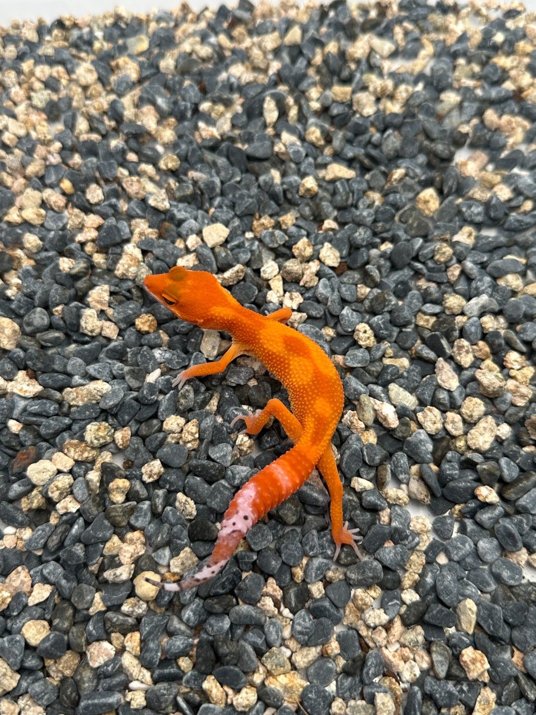 블러드 만다린