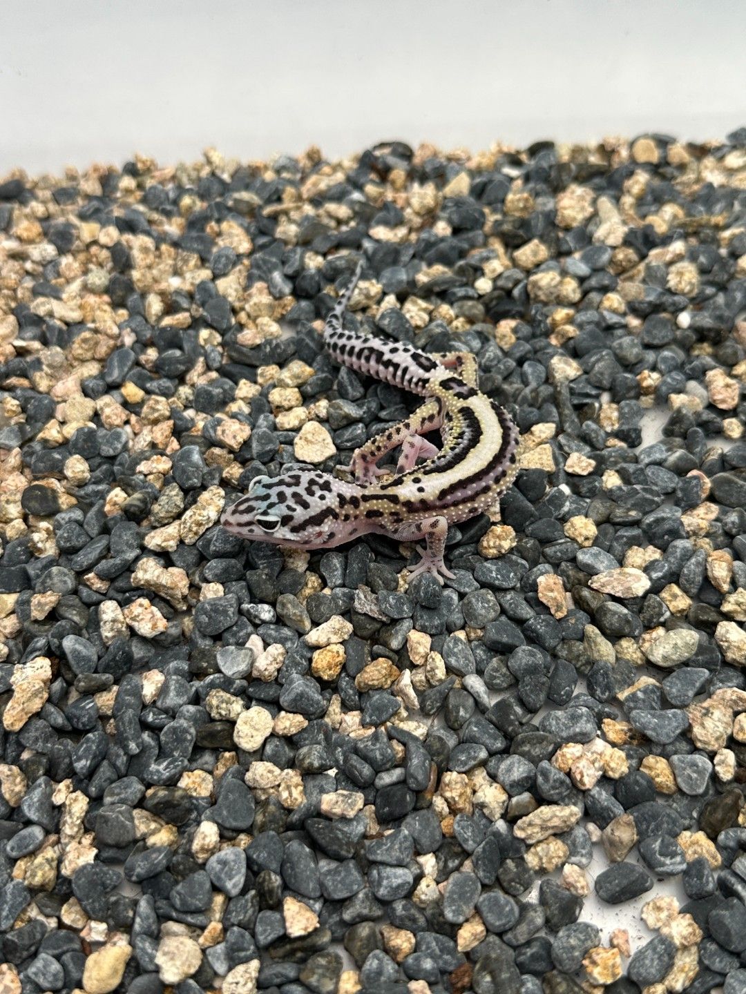 스노우  볼드