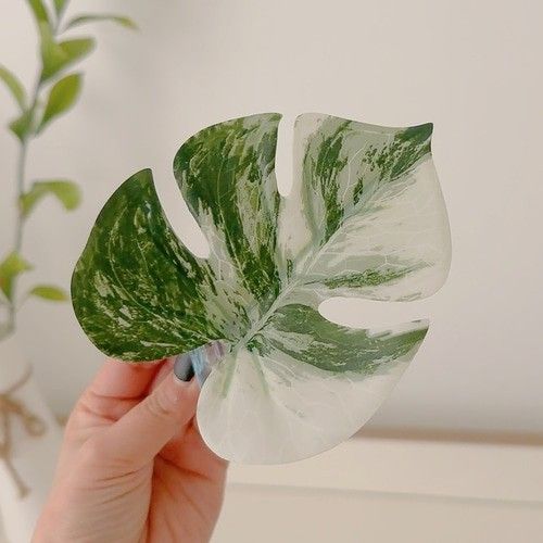 야야랜드 NEW 몬스테라 알보 인조나뭇잎 크레스티드 은신처 백업 스몰