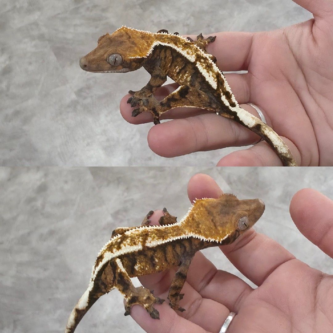 크레스티드게코 세이블