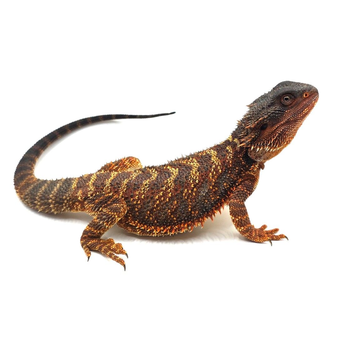 다크 레드 비어디 드래곤