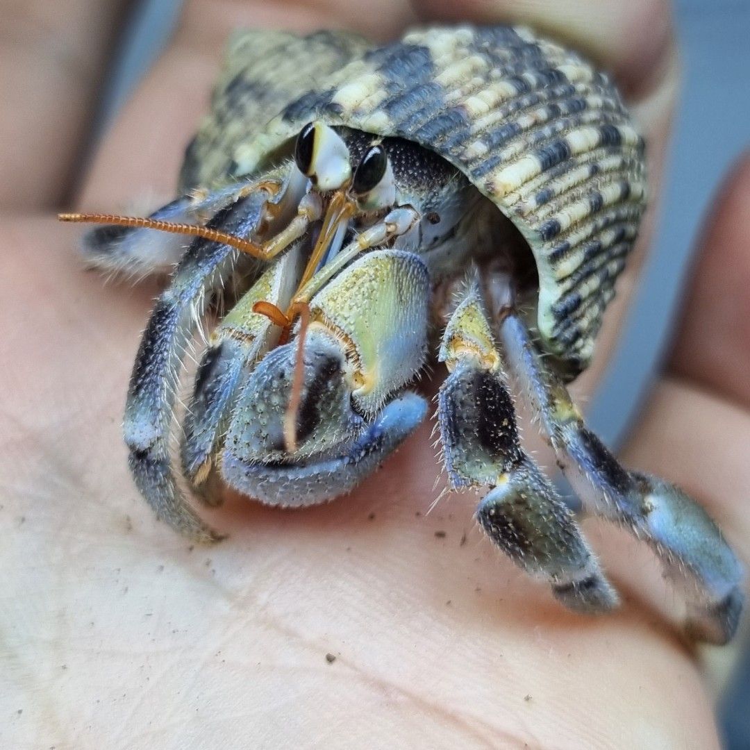 범블비 소라게 M 실개체 셀레벤시스(Coenobita celebensis)