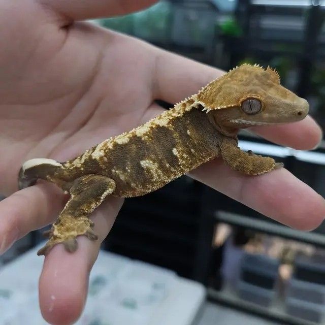 100%헷아잔틱 암컷