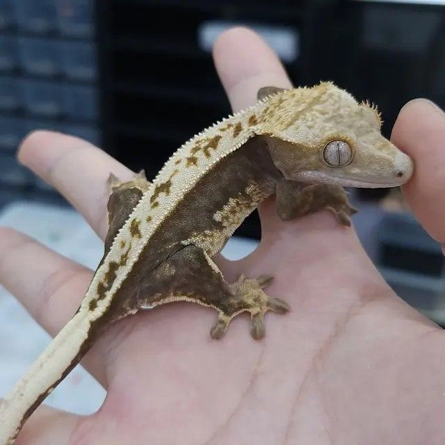 100%헷아잔틱 암컷