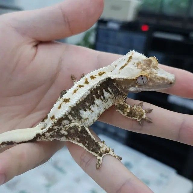 릴리100%헷아잔틱 암