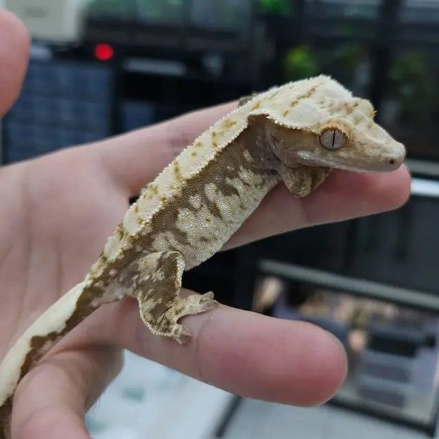 100%헷아잔틱 암컷