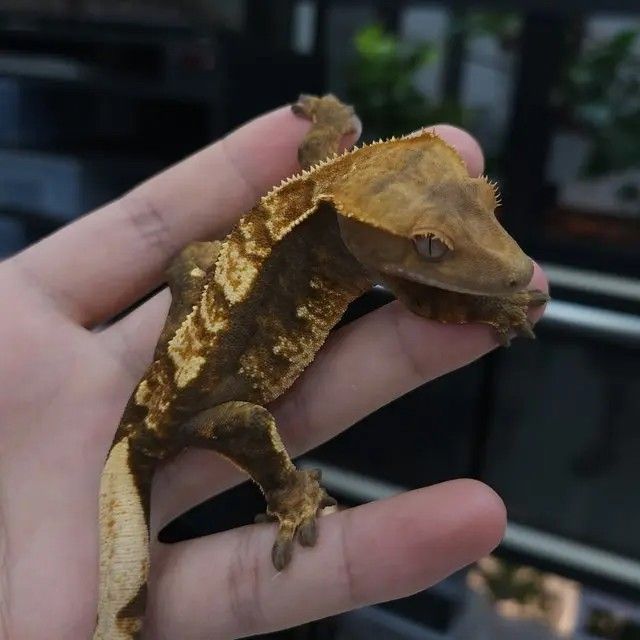 100%헷아잔틱 암컷