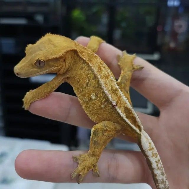 100%헷아잔틱 암컷