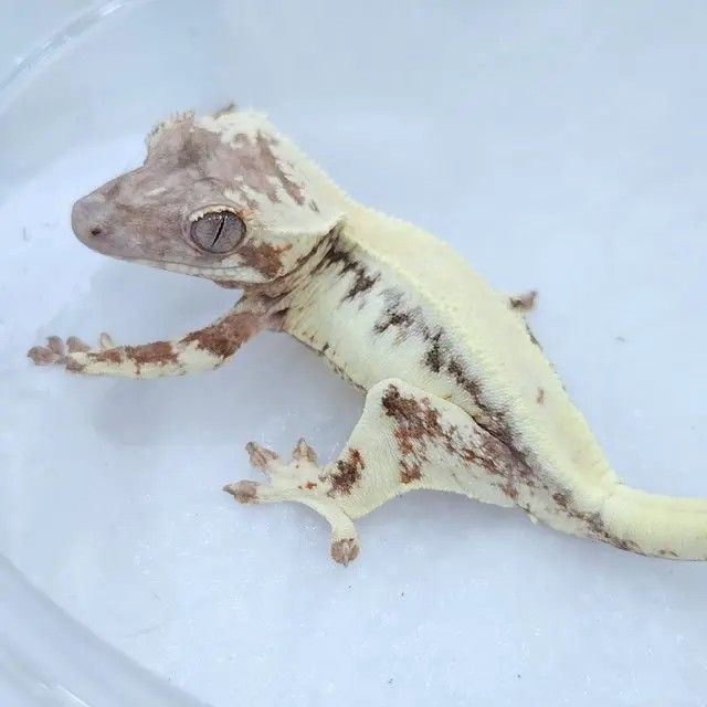 릴리세이블 암컷