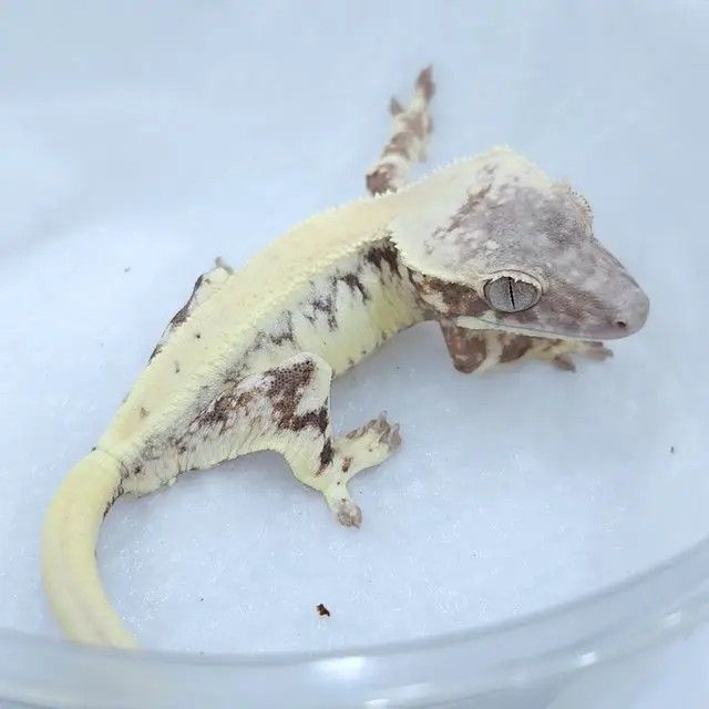 릴리세이블 암컷