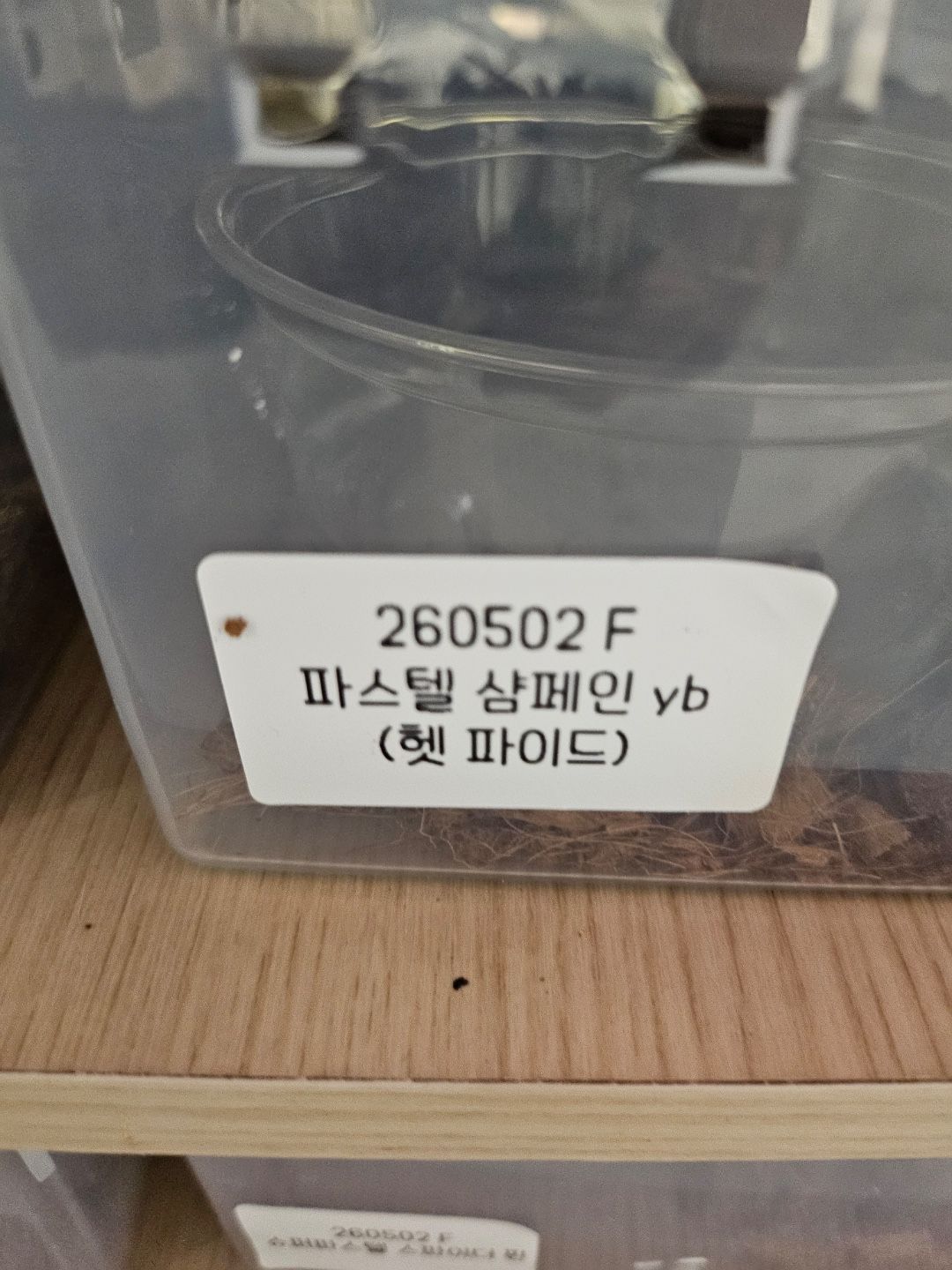 파스텔 샴페인 yb