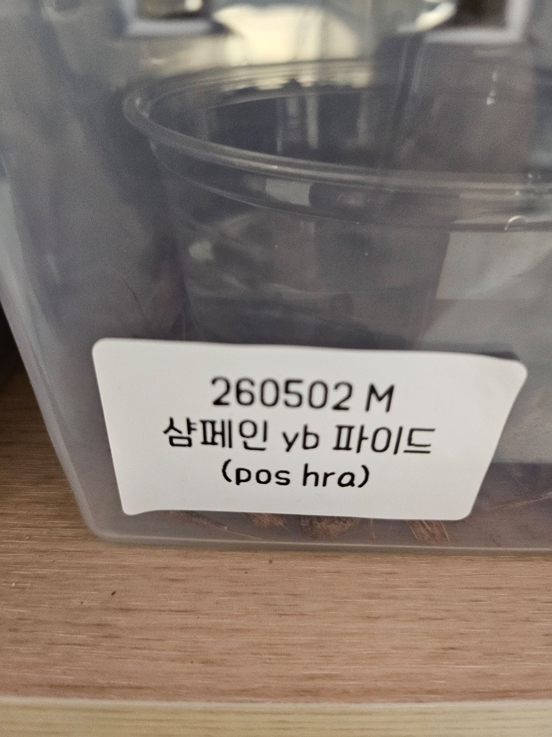 샴페인 yb 파이드