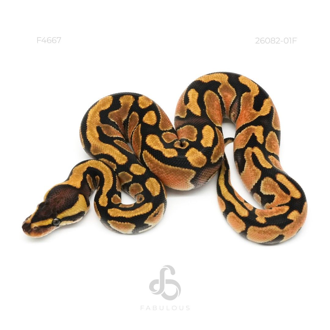 [F4667] 엔치 헷 클라운 50%선셋 암컷(2026)