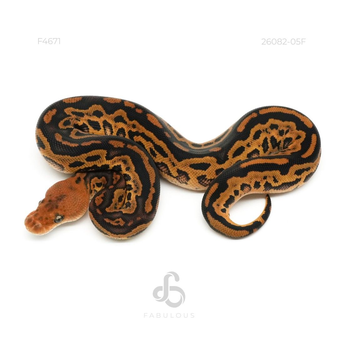 [F4671] 봉고 레오파드 클라운 50%선셋 포스 사이프레스 암컷(2026)