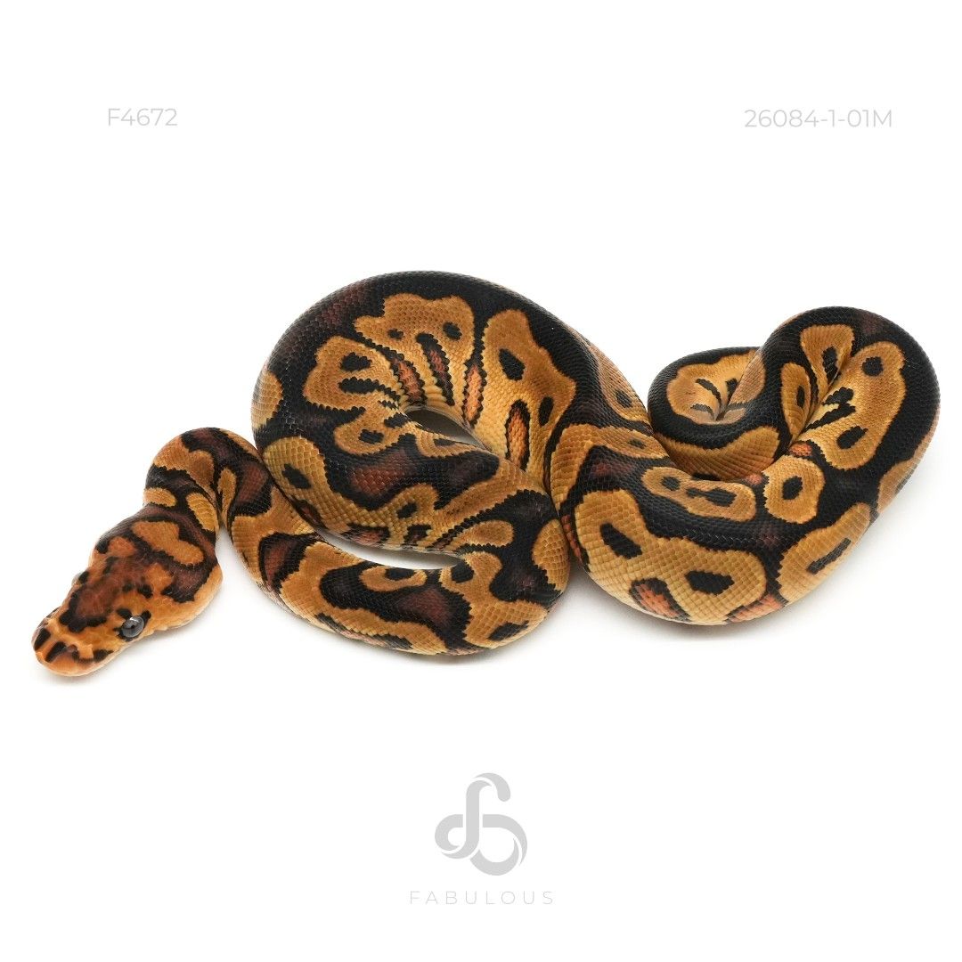 [F4672] 그라벨 클라운 수컷(2026)