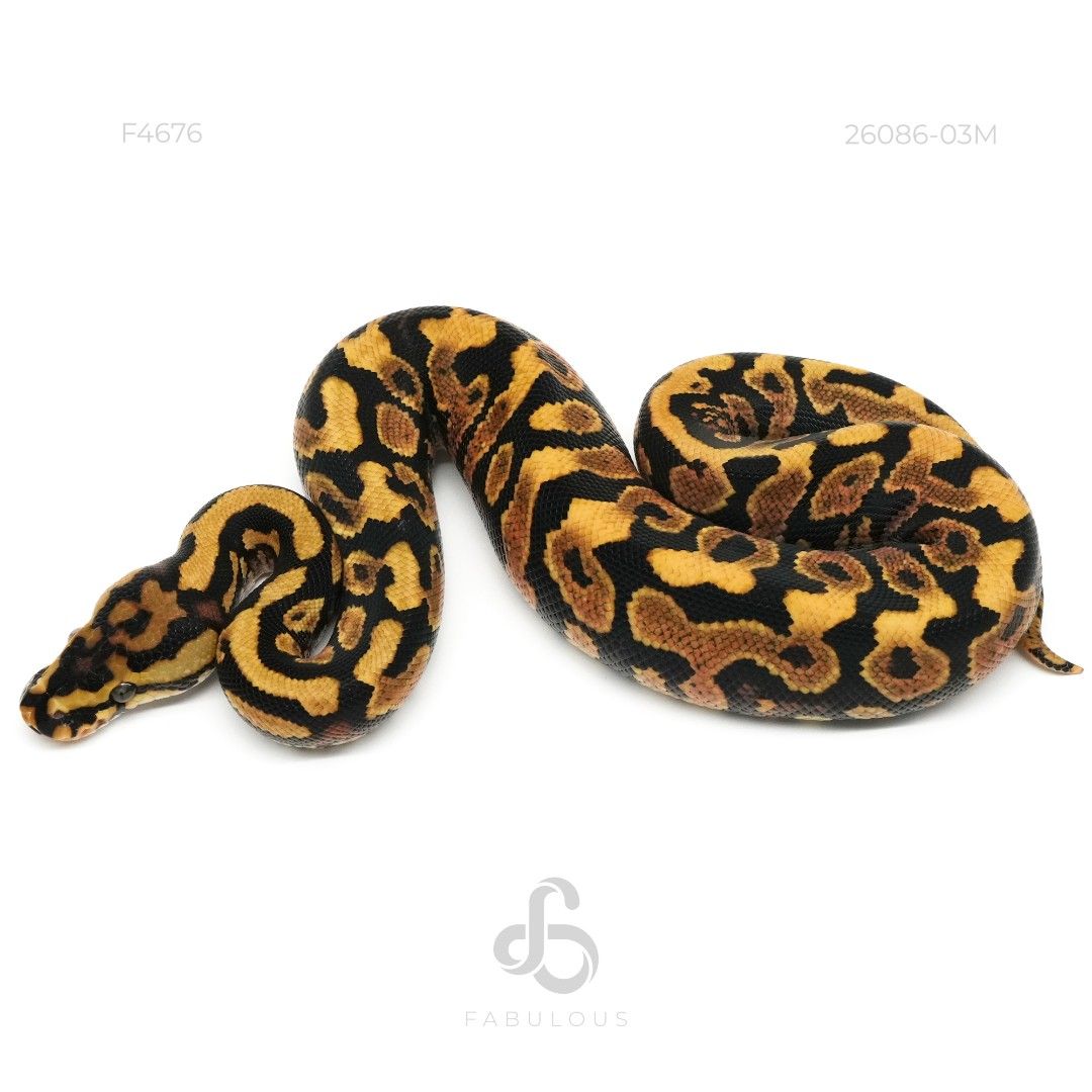 [F4676] 레드스트라이프 스팟노즈 옐로벨리 헷 클라운 수컷(2026)
