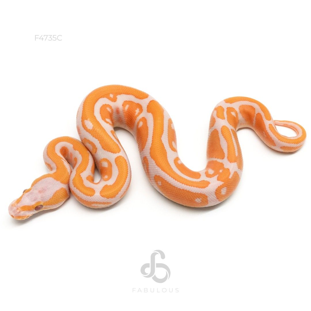 [F4735C] 블랙헤드 라벤더 헷 파이드 암컷(2026)